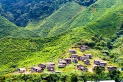 pola-herbaty-cameron-highlands