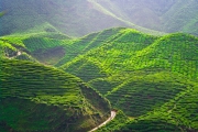 pola-herbaty-cameron-highlands_0